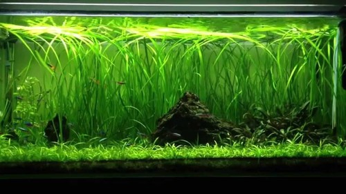 Live aquarium plant - aquarium,