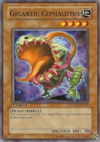Gigantic cephalotus - 1x,