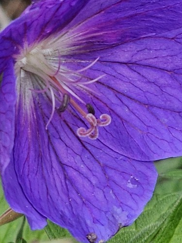 Geranium magnificum mature - geranium,