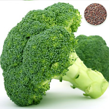 50 Giant Green Broccoli Seeds Vegetable Calabrese Garden & Greenhouse Plants