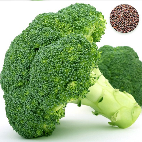 Giant green broccoli - green, seeds