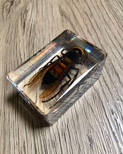 Real preserved insects - preserved,