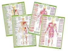 Human anatomy posters - anatomy, |