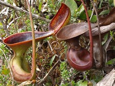 5 seeds of NEPENTHES LOWII