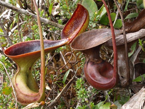 Seeds nepenthes lowii - of,