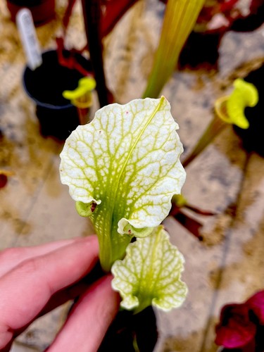 Sarracenia moorei pitcher - sarracenia,