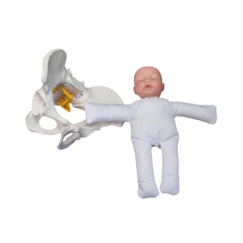 Human female pelvis model - female,