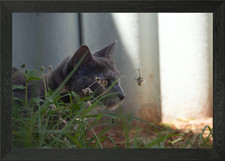 Pip Squeak Framed Wall Art