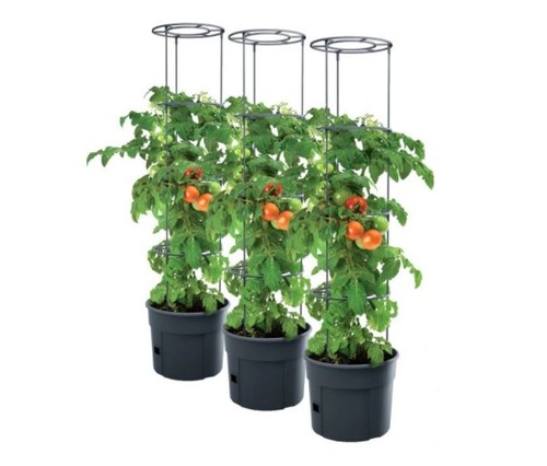 Tomato grower pot planter - grower,