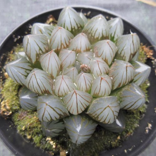 5cm succulent plant - succulent, haworthia