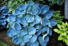Hosta love pat agm medium - hosta,