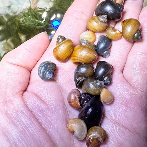Mystery snails dime - mystery, –