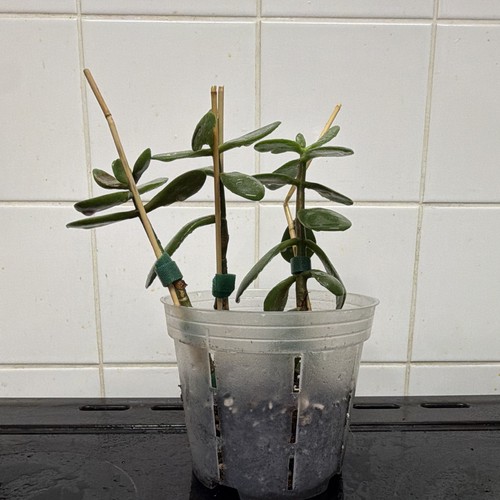 Established jade plant - 🌿,