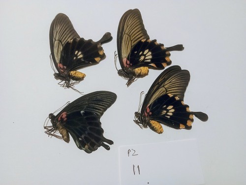 Papilio lowi from philppines - lowi,