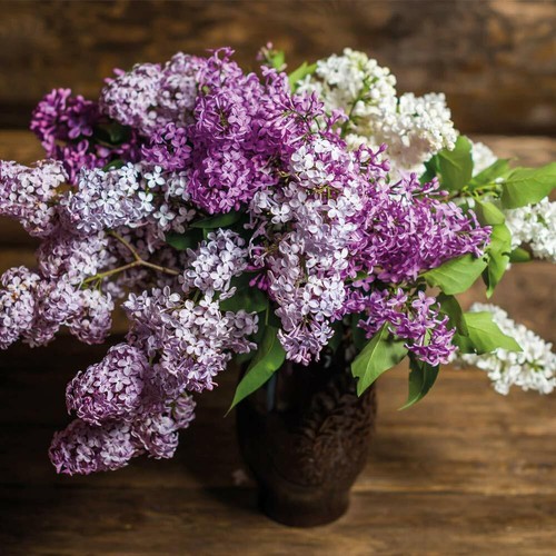 Lilac fragrant trio - t&m,