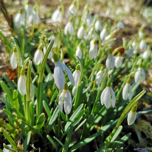 Wild flower plants seeds - plants,