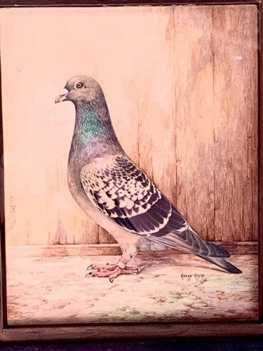 Pigeon watercolour painting - watercolour,