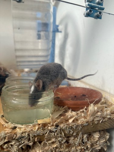 Large rodent cage - large,