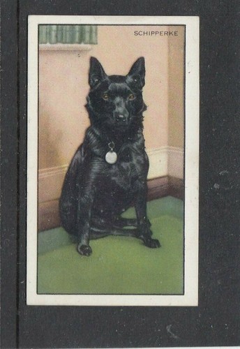 1936 gallaher dogs 1st - 1936,