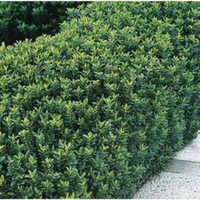 Euonymus jap.'Green Spire' 9Ø 40cm Topiary Ball. Evergreen & Hardy. Easy To Grow