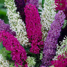 Buddleia Tricolour - Healthy Butterfly Bush Multi Coloured Garden Plant Shrubs