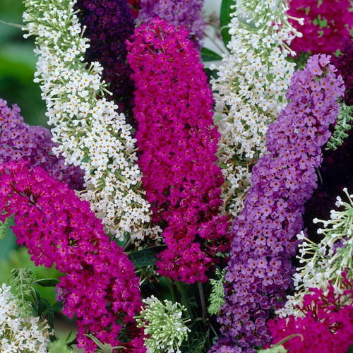 Buddleia tricolour healthy - buddleia,