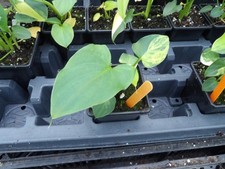 Zantedeschia Pershore Fantasy