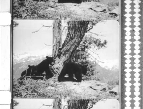 16mm cine film three little - film,