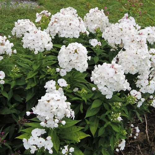 Phlox paniculata david white - paniculata,
