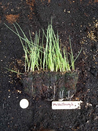 Leek plants musselburgh - x,