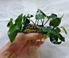 Anubias Nana Aquarium Plants