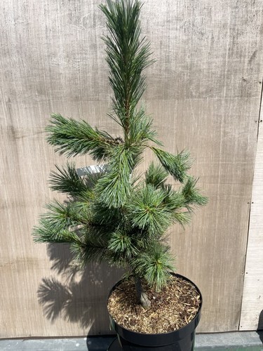 Southwestern white pine - white,