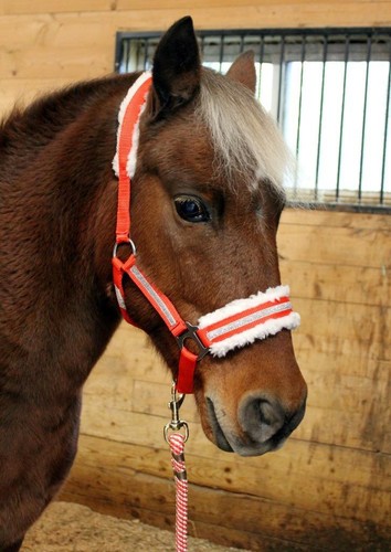 Mini pony cob - mini, horse