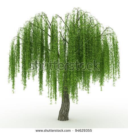 Silver weeping tea tree - weeping, 50