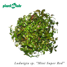 Live Aquarium Plants, In Vitro - [Multilisting] - Fish and Shrimp Safe, UK Grown