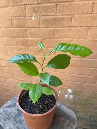 Organic young lemon tree - , plant
