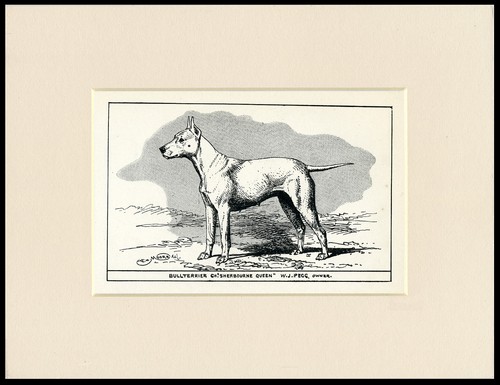 Bull terrier vintage engraving - bull,