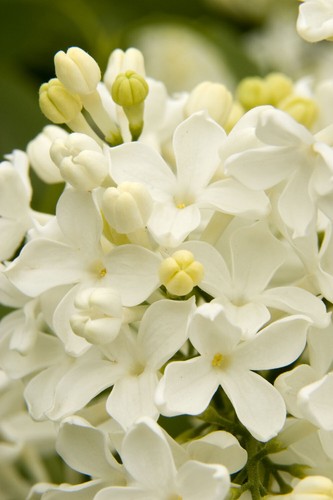 Angel white lilac seeds - white,