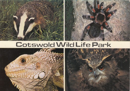 Postcard cotswold wildlife - postcard,