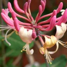 HONEYSUCKLE LONICERA REPENS