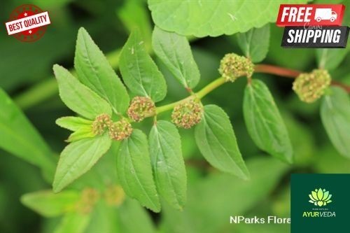 100 pure organic - organic, euphorbia