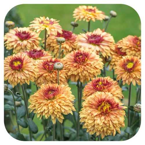 Chrysanthemum dendranthema - chrysanthemum,