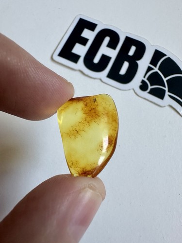 Baltic amber with mosquito - amber,