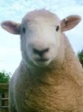 Two x Devon Close Wool Raw Sheep Fleece Spinning Felting Weaving Crafting