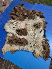 Raw Unwashed Rare Sheep Fleece