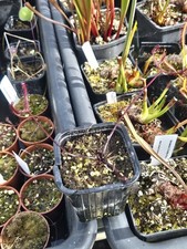 Drosera Binata Burgundy one