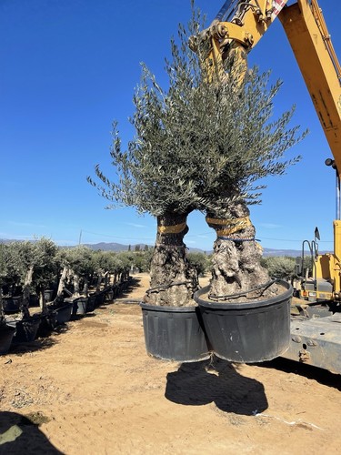Height olive tree - 8-9,