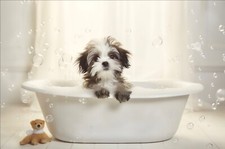 Shih Tzu in Bath Metal Sign, Shih Tzu Plaque, Shi Tzu Sign