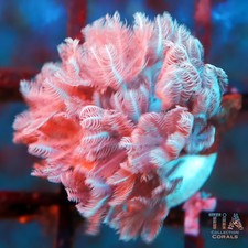 Red Sea Pulsing Xenia | NOT