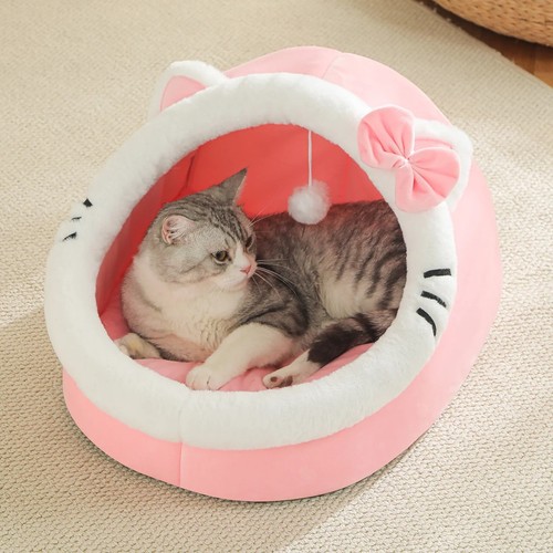 Pet cute cat warm - cat,